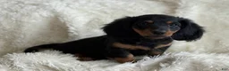 Miniature Dachshund dogs for sale: Troy - Ad 4