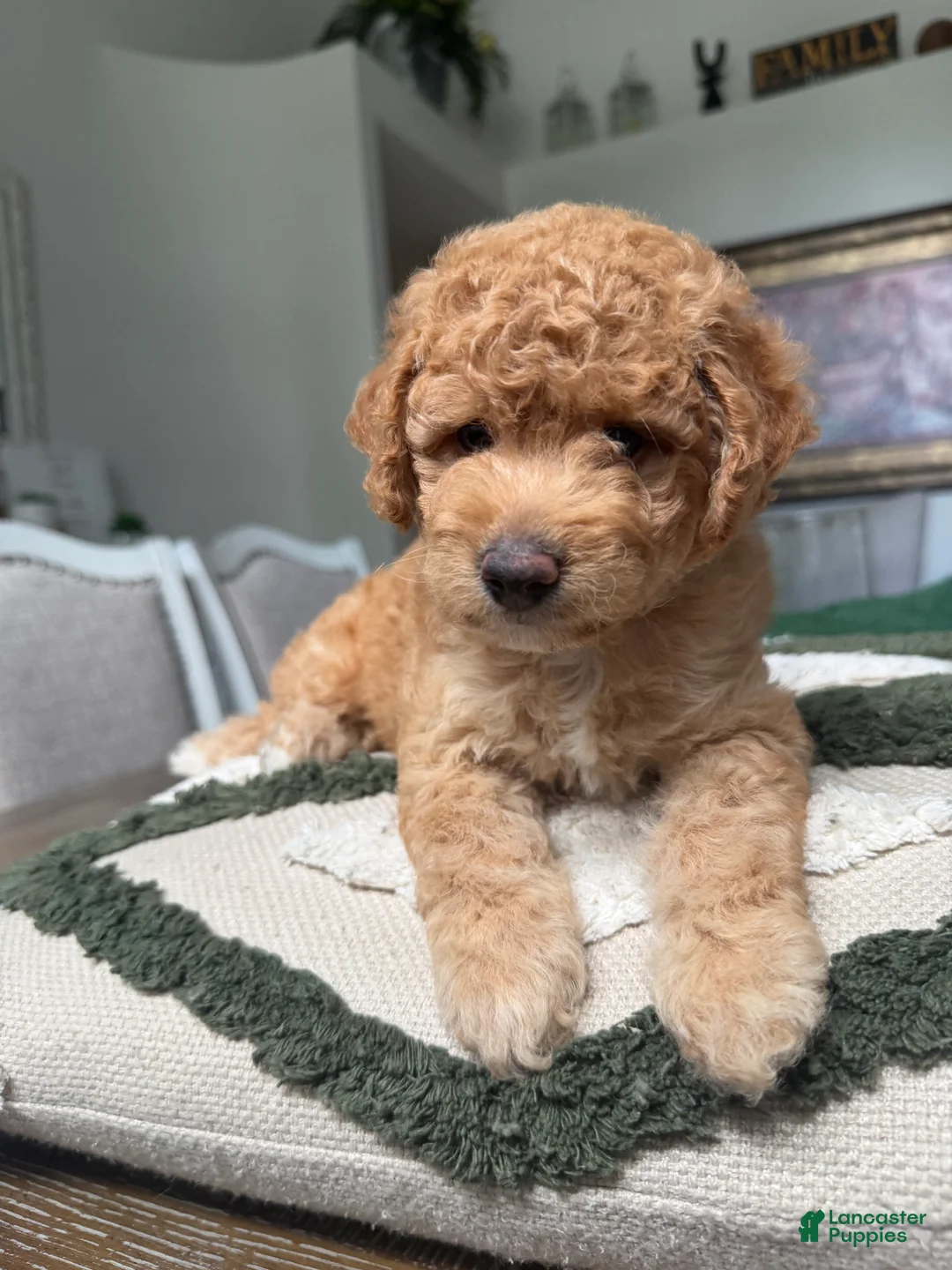 Mini Goldendoodle dogs for sale: Mini Goldendoodle 3 - Ad 2