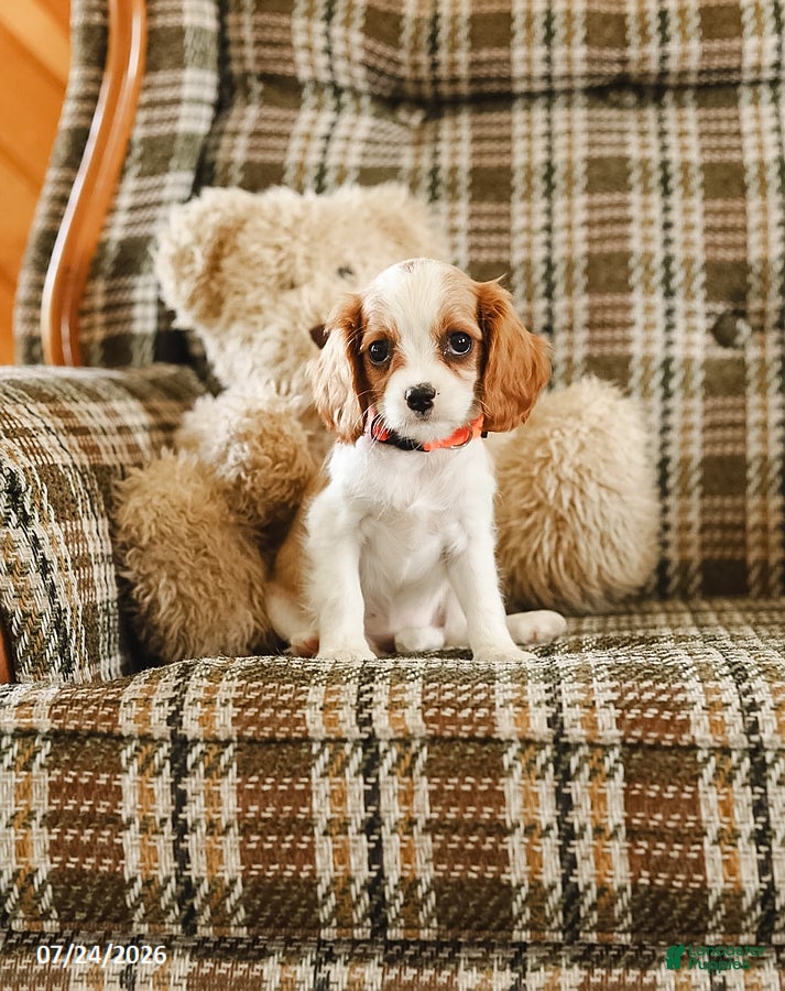 Cavalier King Charles Spaniel dogs Karen - Ad 1
