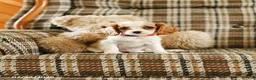 Cavalier King Charles Spaniel dogs for sale: Karen - Ad 1
