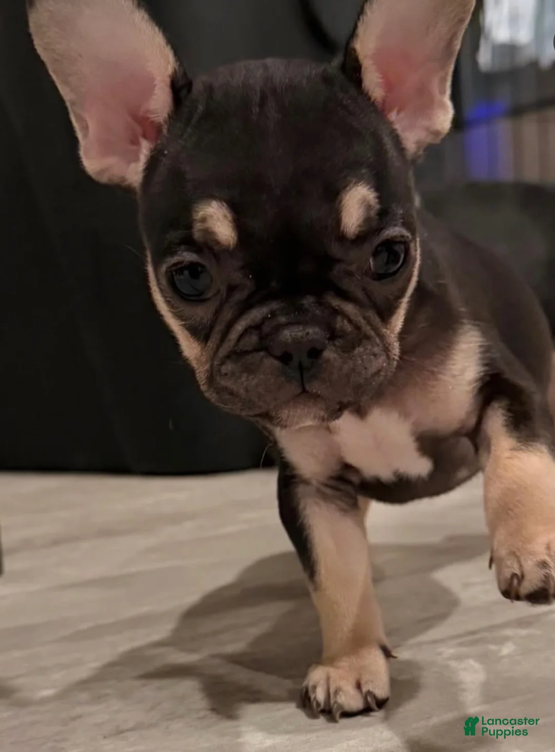 French Bulldog dogs for sale: Baby Girl  - Ad 2