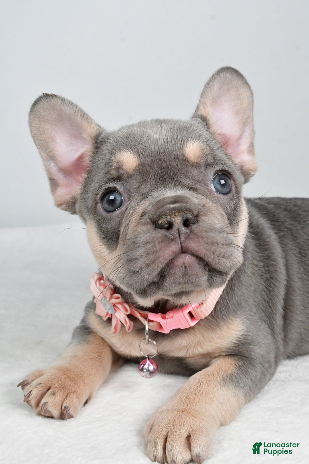 French Bulldog dogs for sale: Kelly - Ad 3