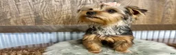 Yorkshire Terrier dogs for sale: Hallie - Ad 6