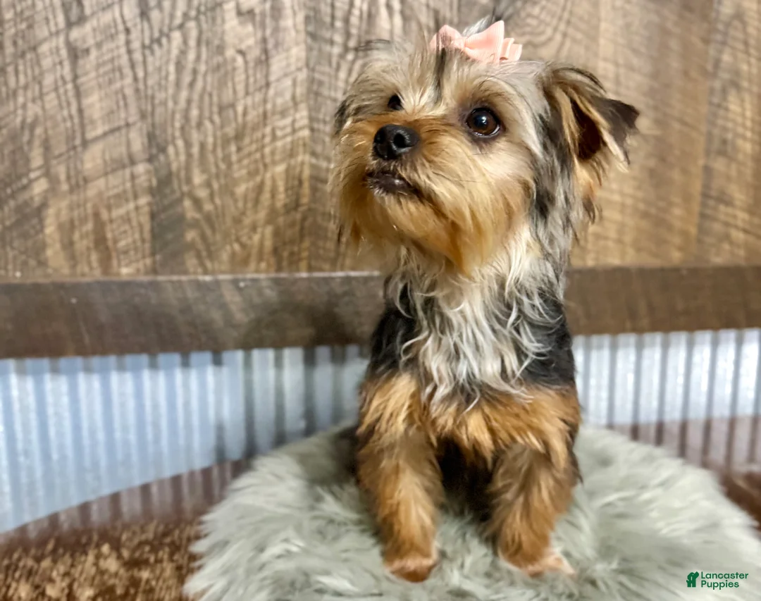 Yorkshire Terrier dogs for sale: Hallie - Ad 6