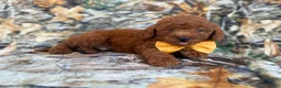 Mini Goldendoodle dogs for sale: Luca - Ad 8