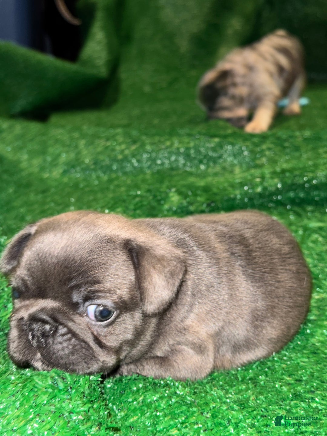 French Bulldog dogs for sale: French Bulldog Puppy 3 - Ad 7