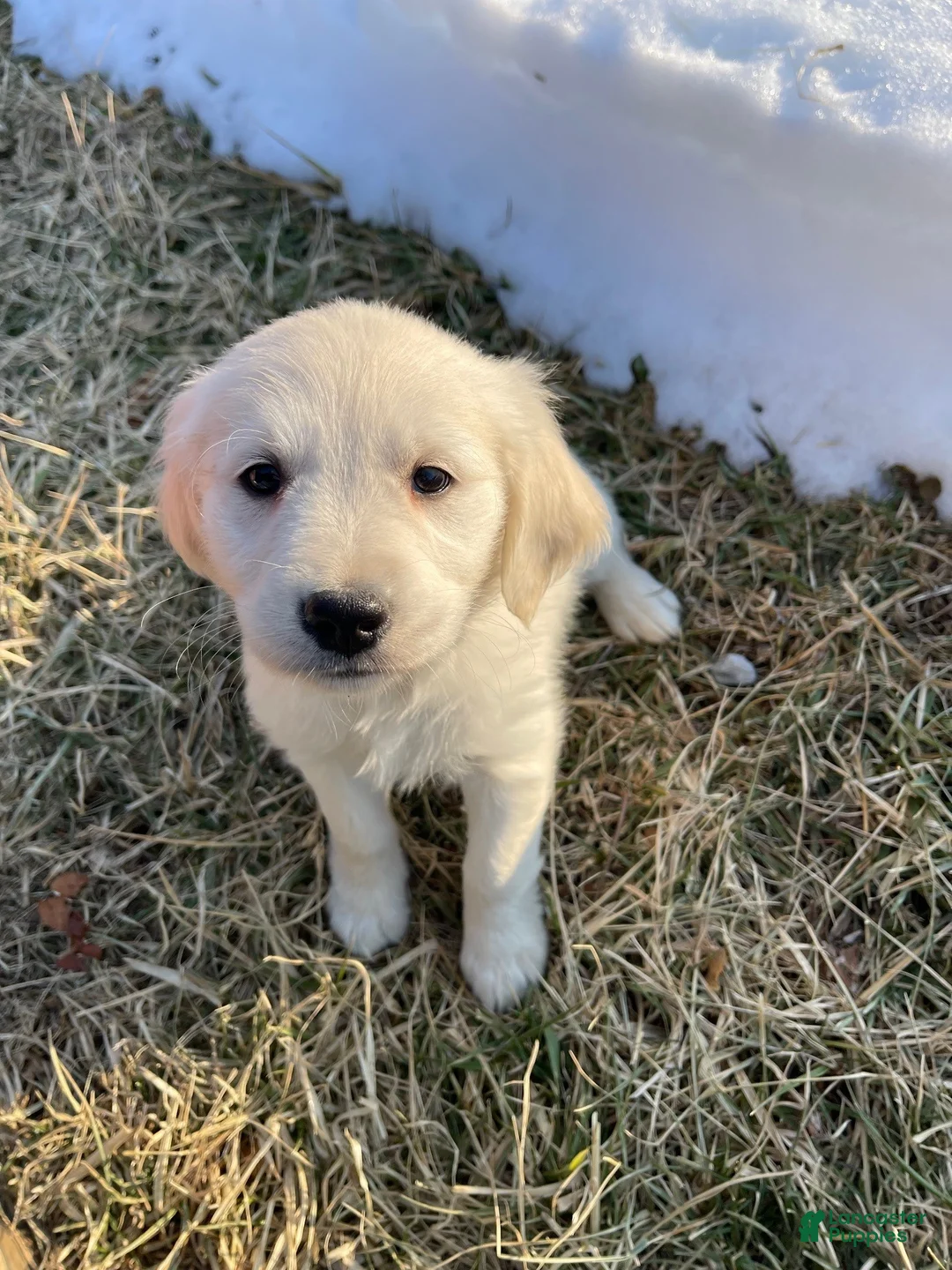 Golden Retriever dogs for sale: Marshmallow - Ad 1