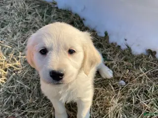 Golden Retriever dogs Marshmallow - Ad 28