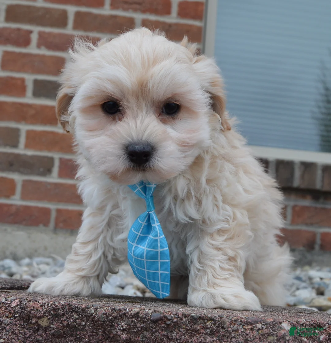 Maltipoo dogs for sale: Max - Ad 7