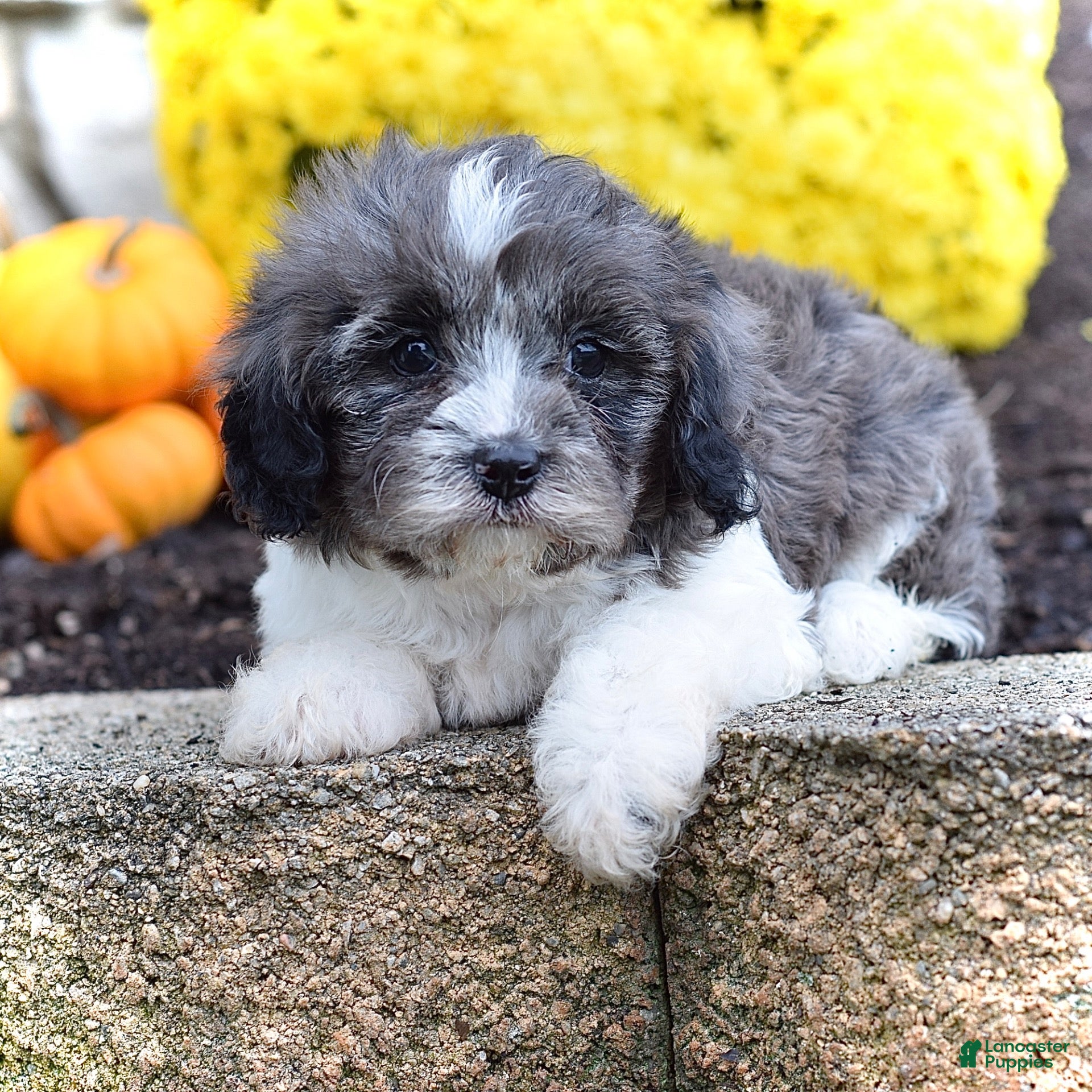 Cavapoo dogs for sale: Henry - Ad 1