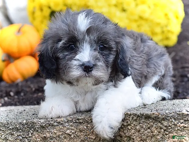Cavapoo dogs for sale: Henry - Ad 1