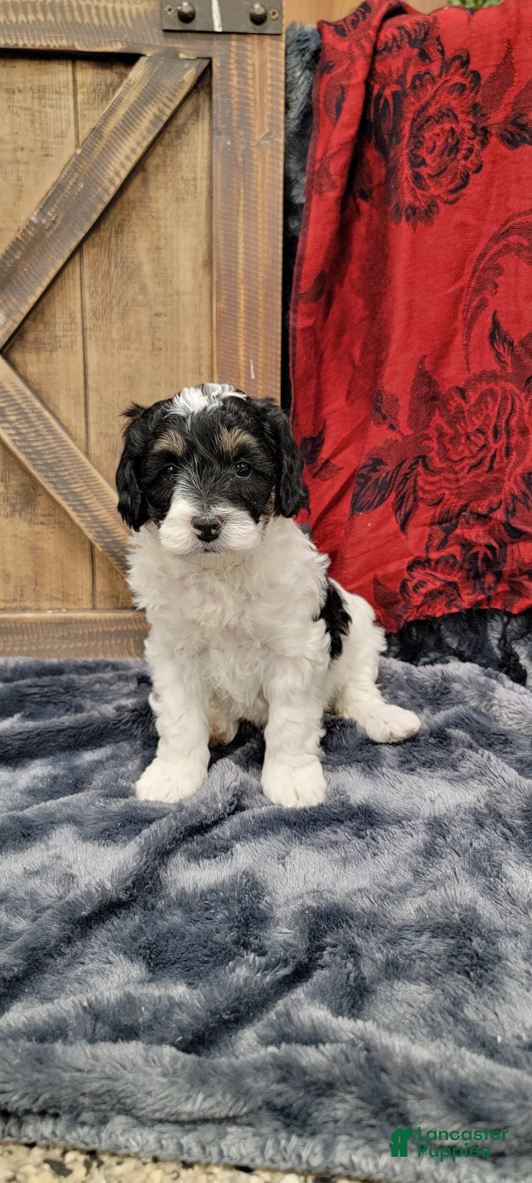 Cockapoo dogs for sale: Sis - Ad 5