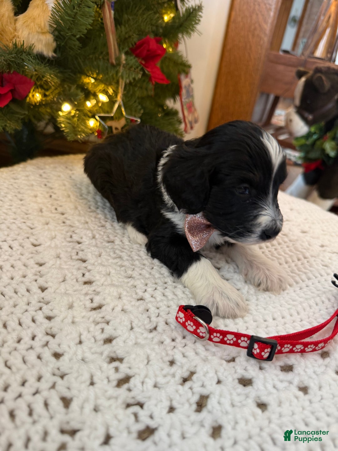 Mixed Breed dogs for sale: Felix - Ad 6