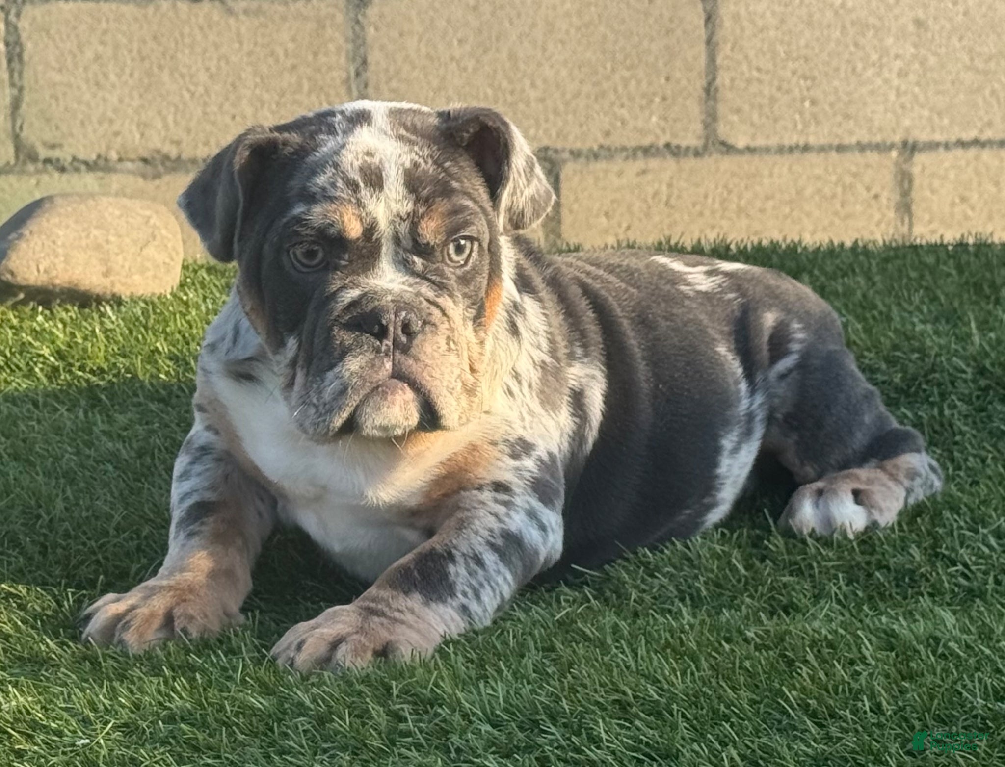English Bulldog dogs Jamie - Ad 4