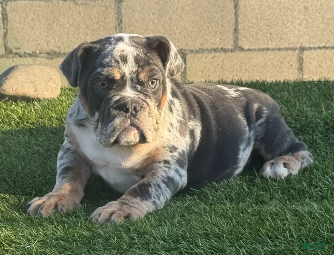 English Bulldog dogs for sale: Jamie - Ad 1