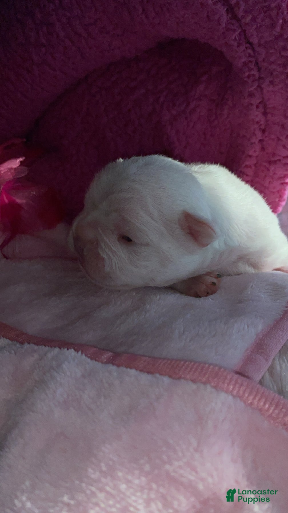 French Bulldog dogs French Bulldog Puppy 2 - Ad 8