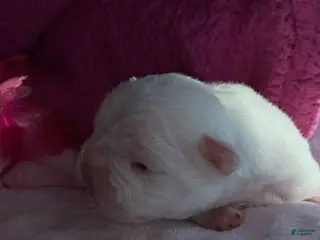 French Bulldog dogs French Bulldog Puppy 2 - Ad 8