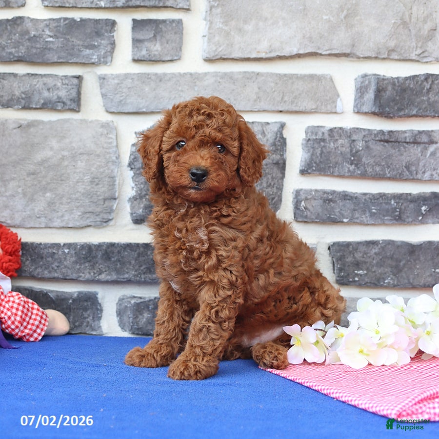 Cavapoo dogs Ronnie - Ad 1