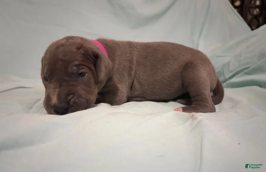 Great Dane dogs for sale: Firecracker - Ad 1