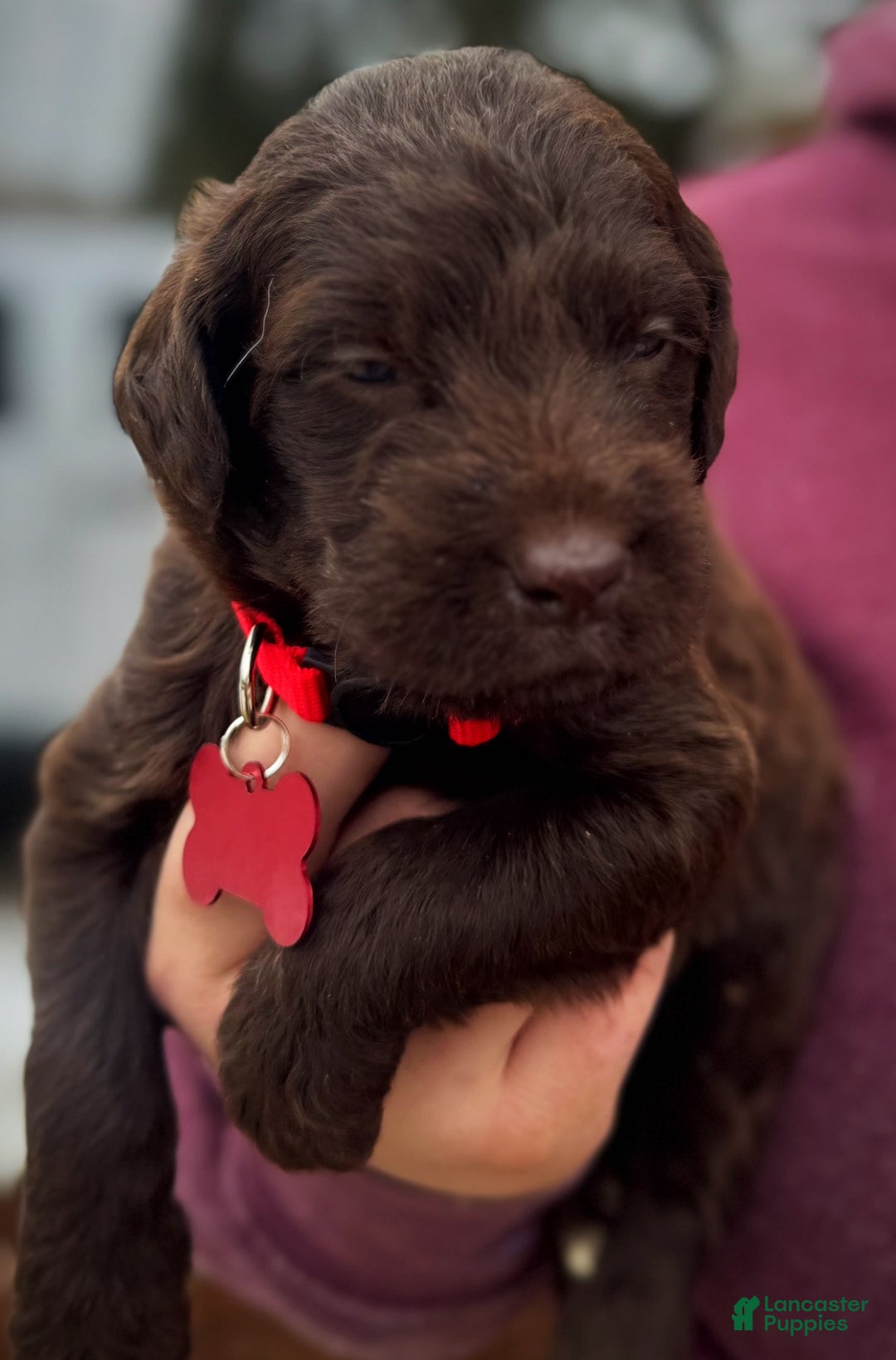 Labradoodle dogs for sale: Labradoodle Puppy 1 - Ad 10