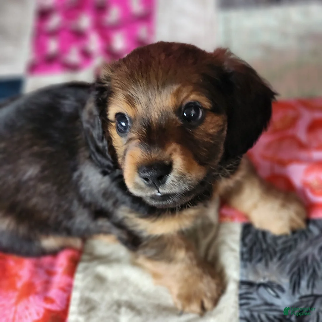Dachshund dogs for sale: Rio - Ad 1