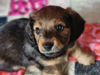 Dachshund dogs for sale: Rio - Ad 3
