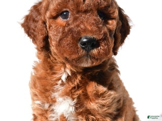 Goldendoodle dogs - Ad 14