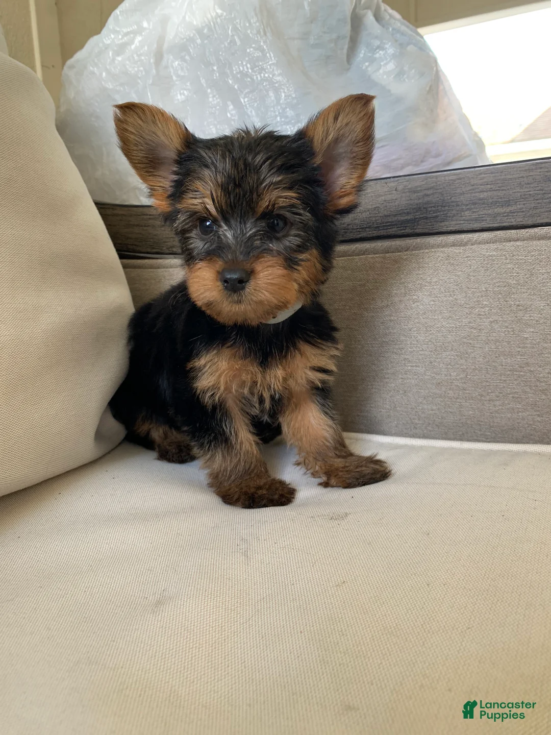 Yorkshire Terrier dogs for sale: Milo - Ad 2