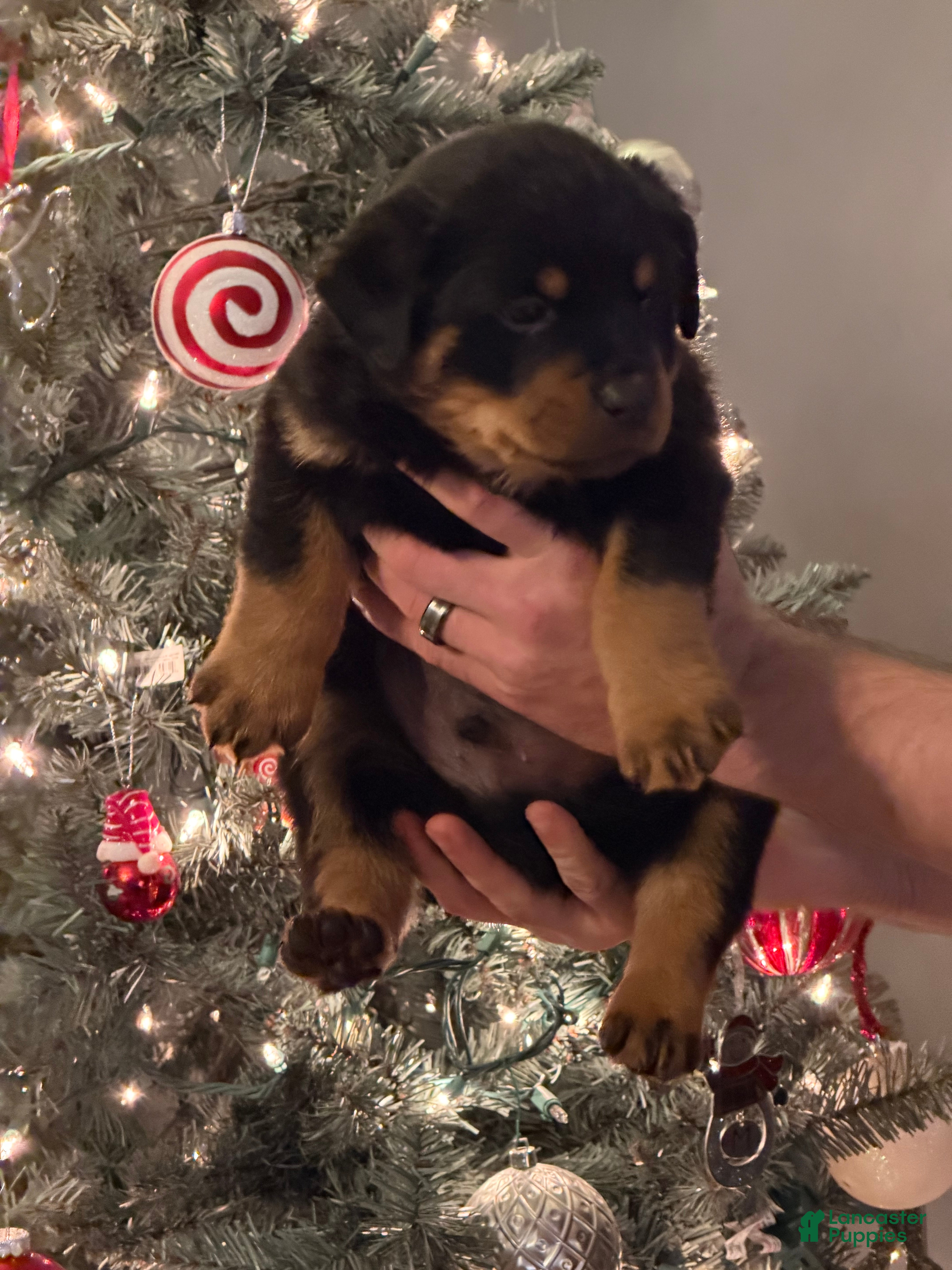 Rottweiler dogs for sale: Rottweiler Puppy 1 - Ad 1