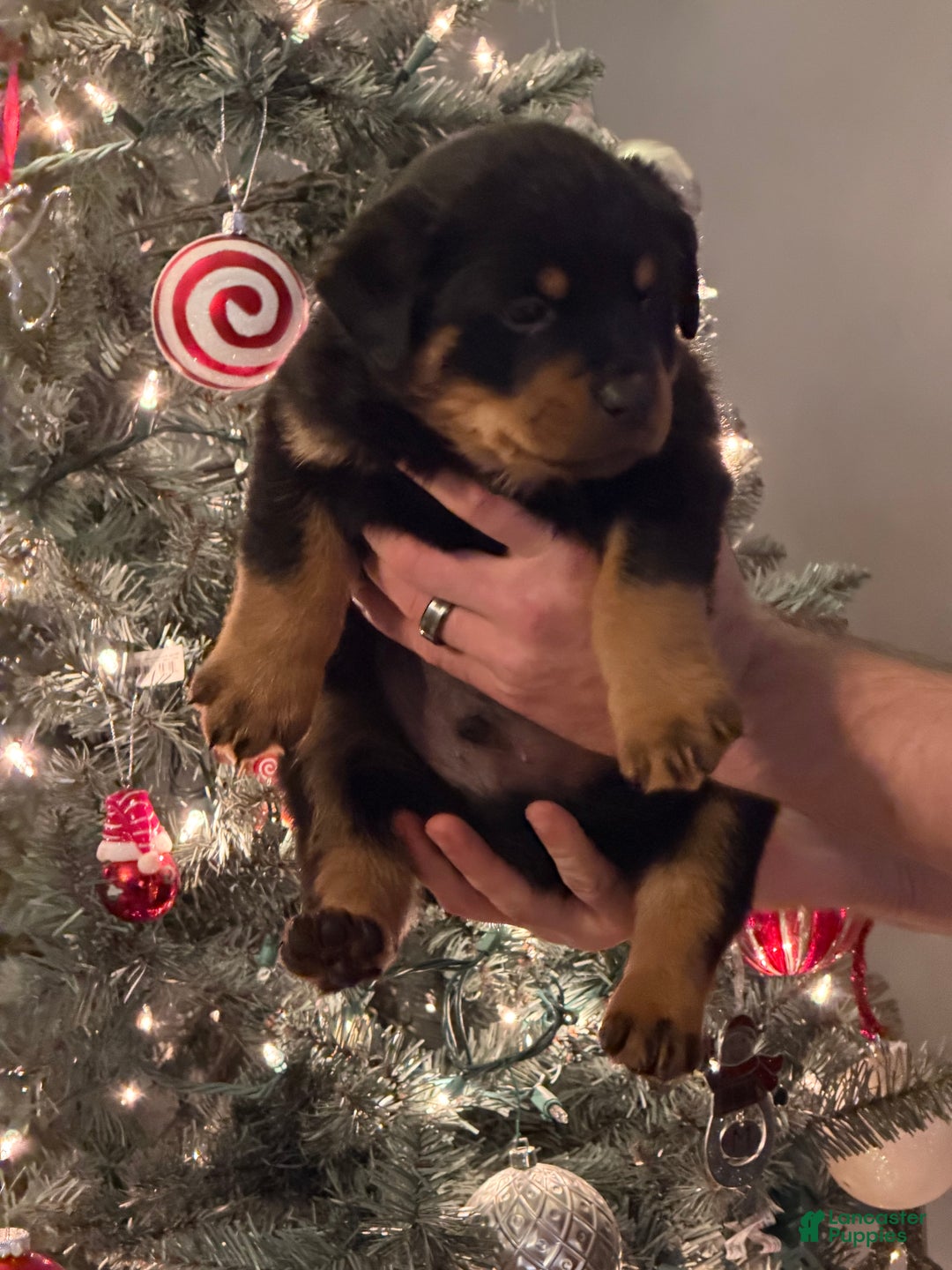 Rottweiler dogs for sale: Rottweiler Puppy 1 - Ad 1