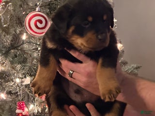 Rottweiler dogs Rottweiler Puppy 1 - Ad 7