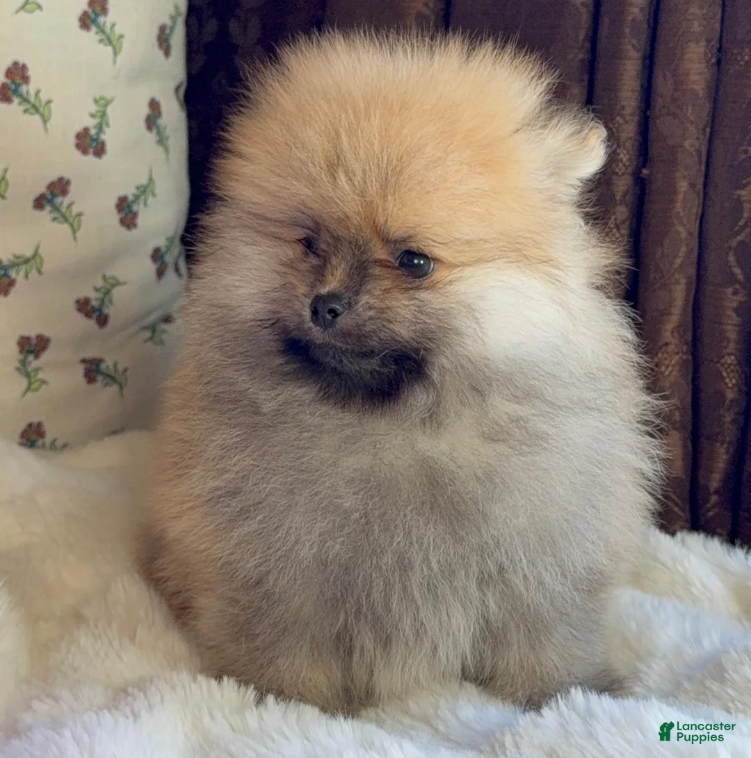 Pomeranian dogs for sale: Pomeranian Puppy Bear - Ad 1