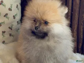 Pomeranian dogs Pomeranian Puppy Bear - Ad 7