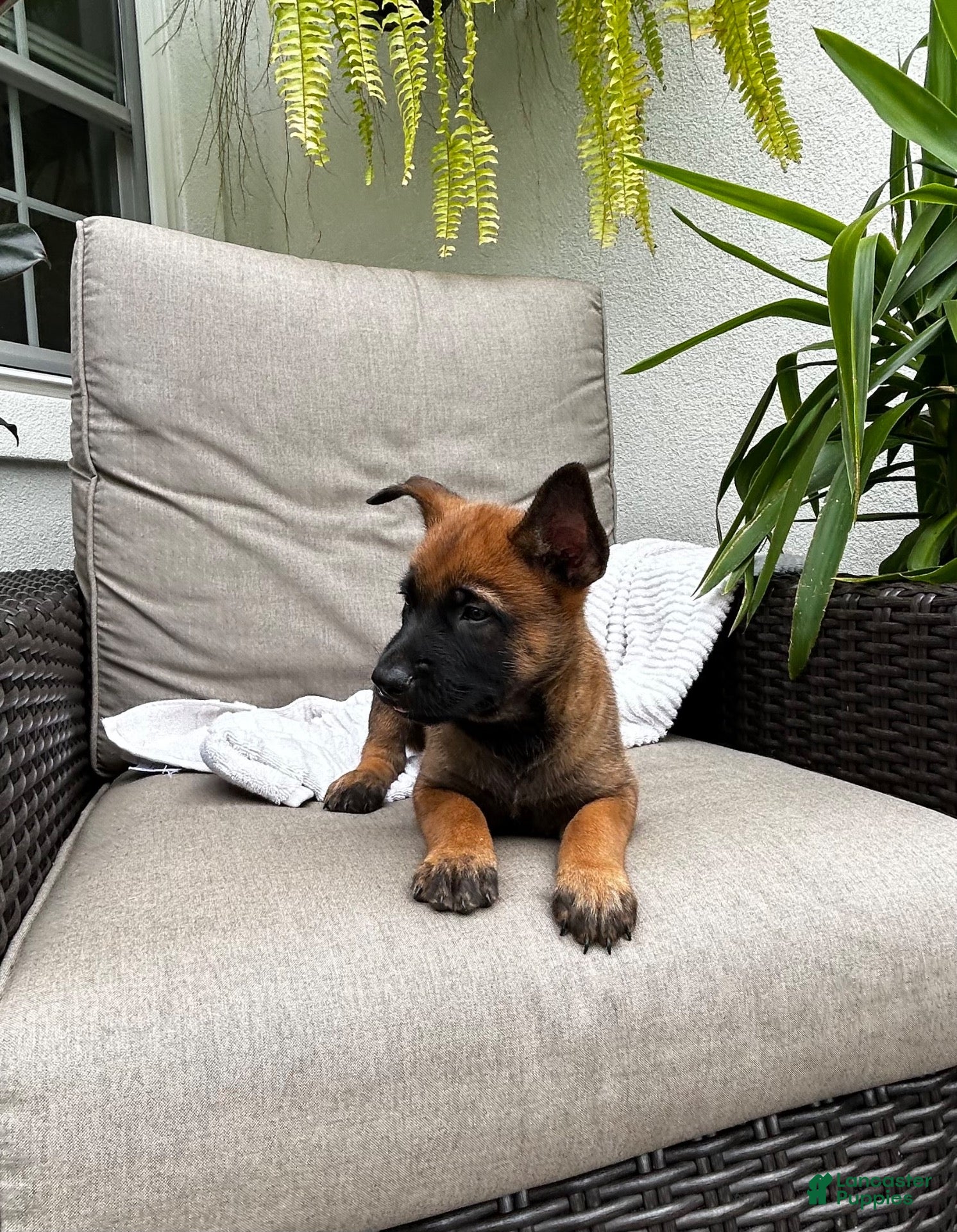 Belgian Malinois dogs Bronx - Ad 2