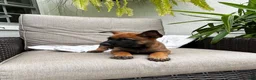 Belgian Malinois dogs for sale: Bronx - Ad 2