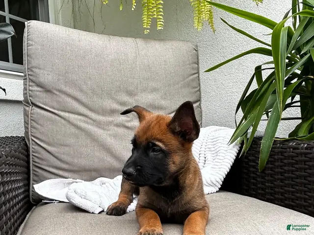 Belgian Malinois dogs for sale: Bronx - Ad 2