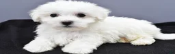 Maltese dogs for sale: Benny - Ad 3