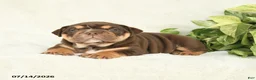 English Bulldog dogs for sale: Teeka - Ad 3