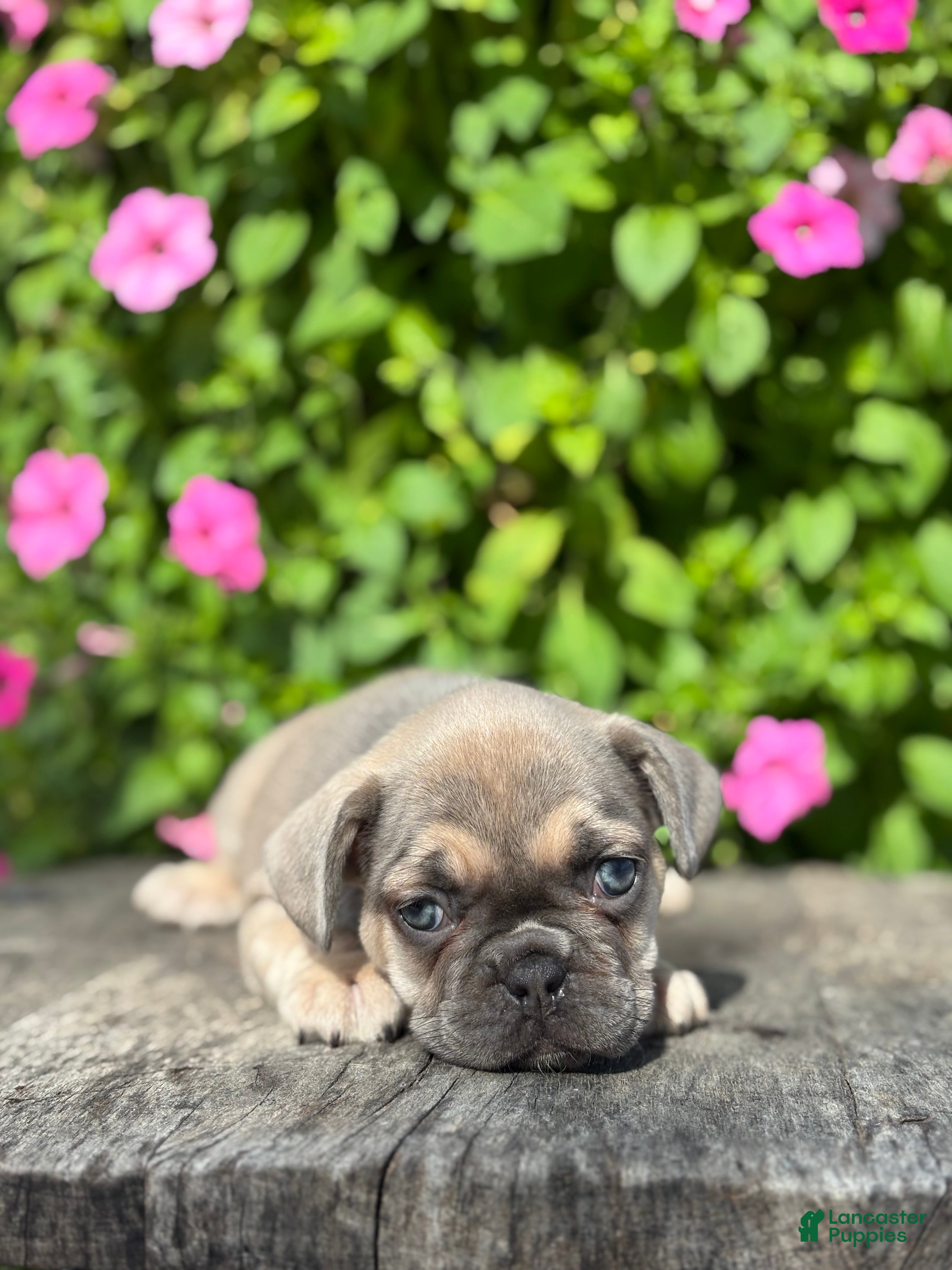 French Bulldog dogs Sky - Ad 1