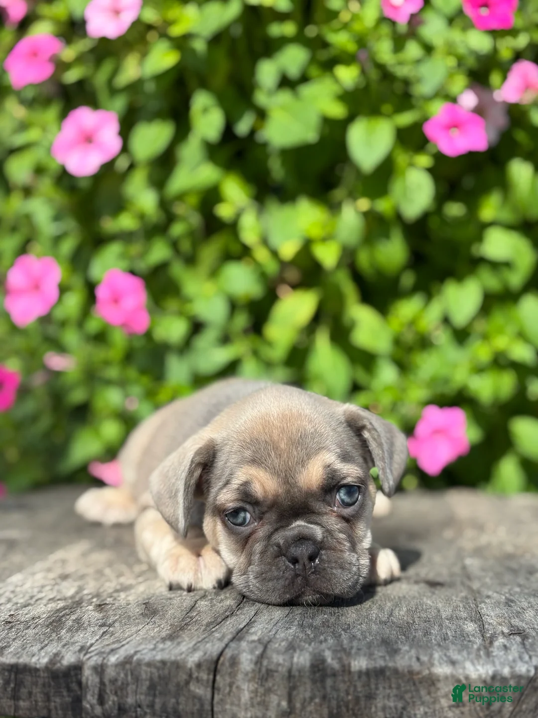 French Bulldog dogs for sale: Sky - Ad 1
