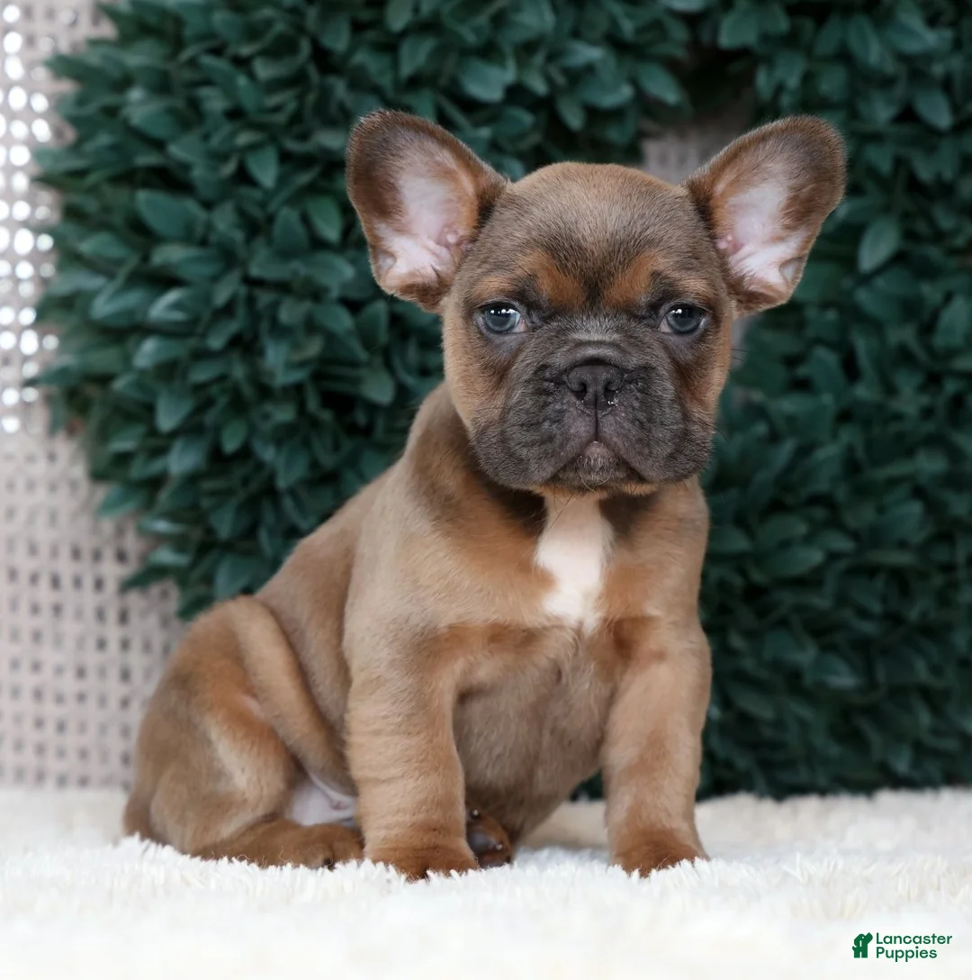 French Bulldog dogs for sale: Hank - Ad 1