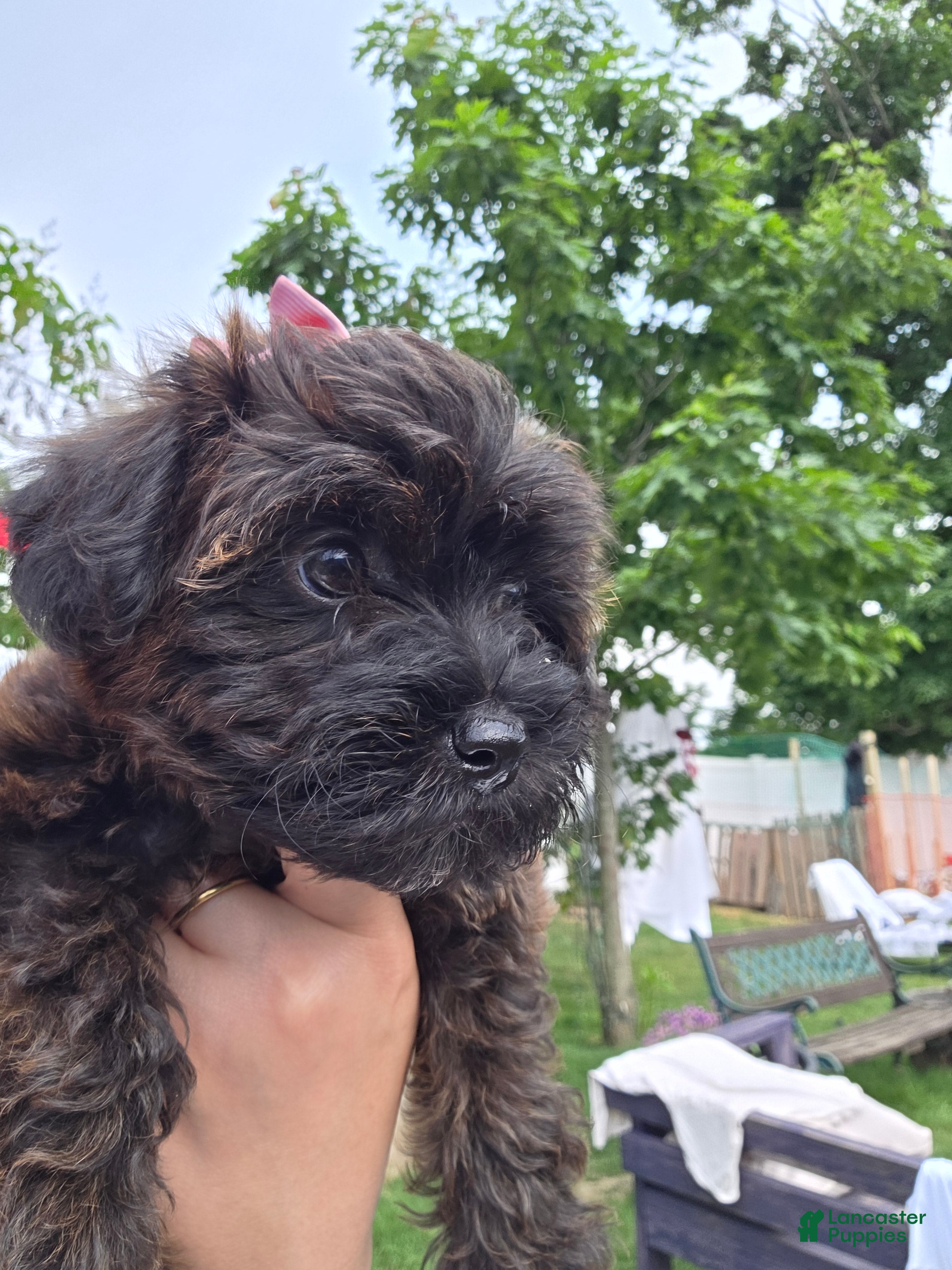 Yorkiepoo dogs Yorkiepoo 4 Red Collar female ❤️ - Ad 1