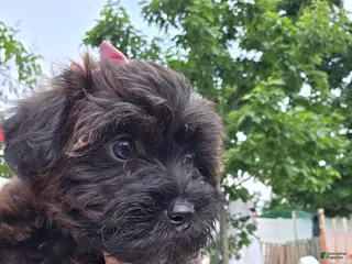 Yorkiepoo dogs for sale: Yorkiepoo 4 Red Collar female ❤️ - Ad 1