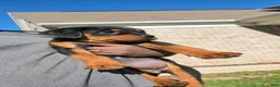 Rottweiler dogs for sale: Rottweiler 5 - Ad 2