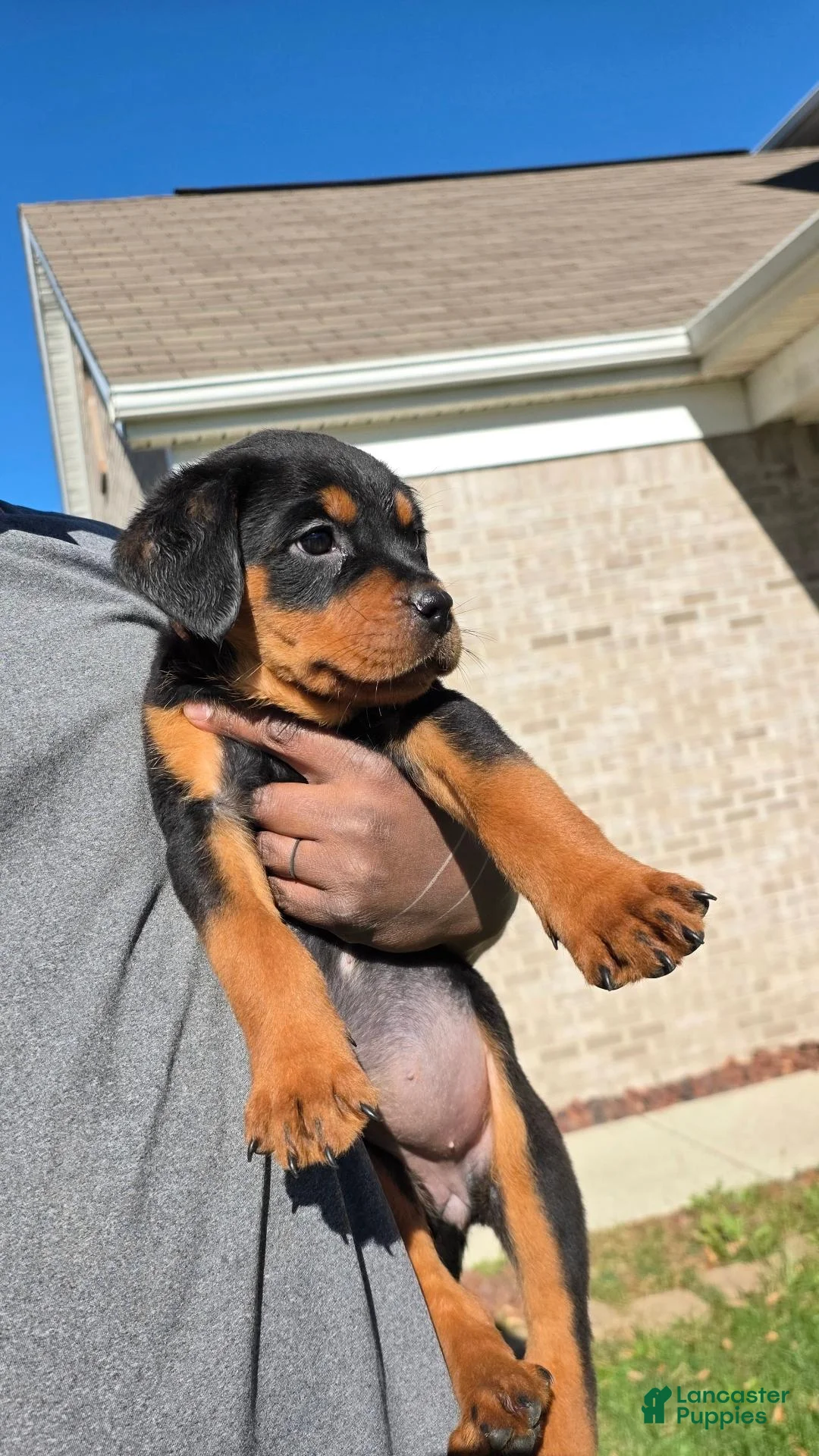 Rottweiler dogs for sale: Rottweiler 5 - Ad 2