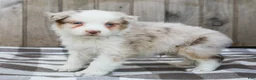 Australian Shepherd dogs for sale: Ryan - Ad 5