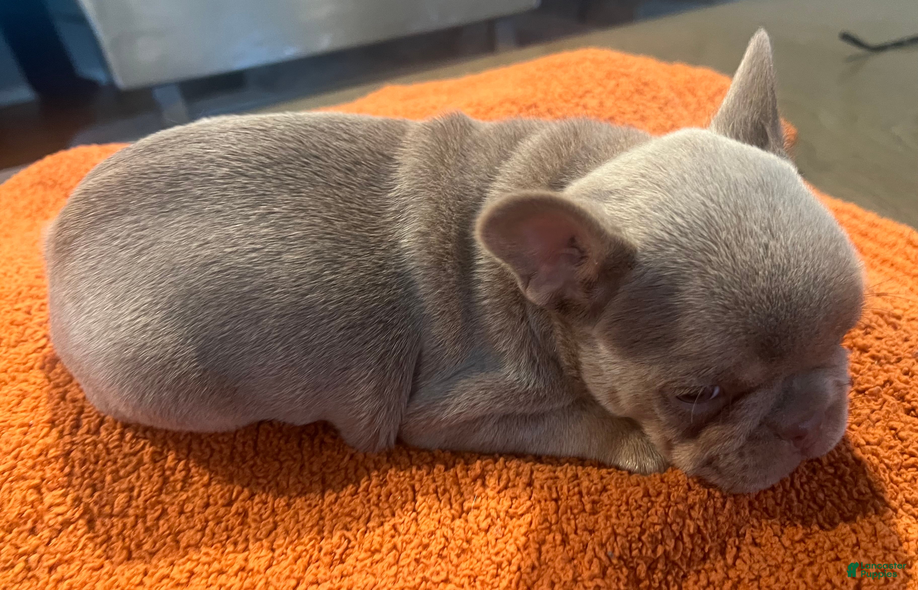 French Bulldog dogs Blue_M_2026 - Ad 2