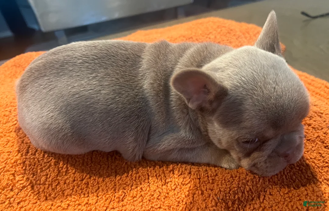 French Bulldog dogs for sale: Blue_M_2026 - Ad 2