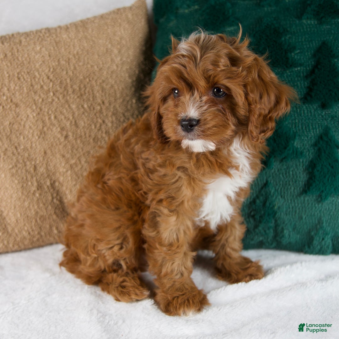 Cavapoo dogs for sale: Audi - Ad 4