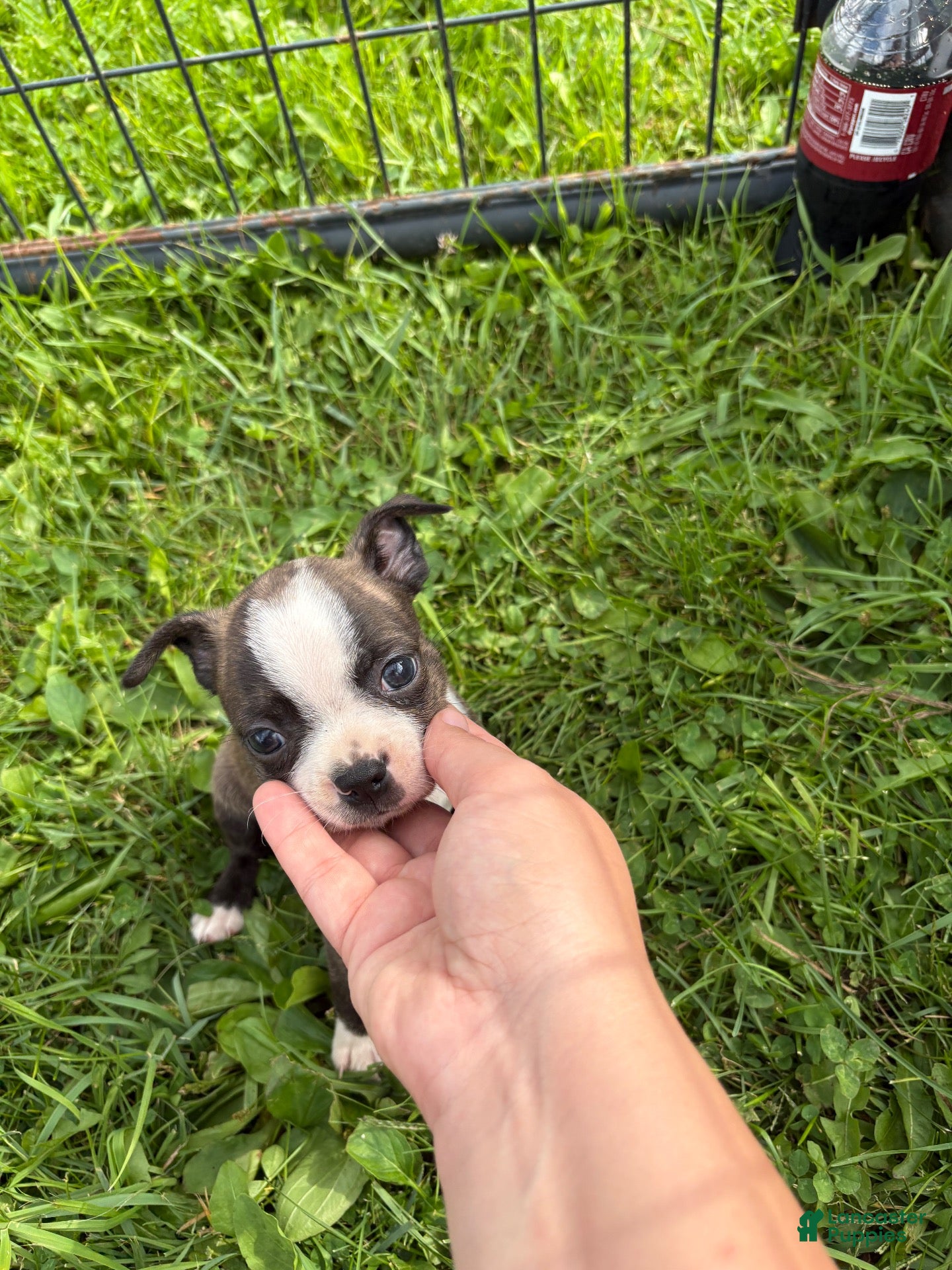 Boston Terrier dogs Boston Terrier 4 - Ad 11